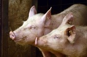대구시, 아프리카돼지열병(ASF:Africa Swine Fever) 유입 차단에 선제적 대응!